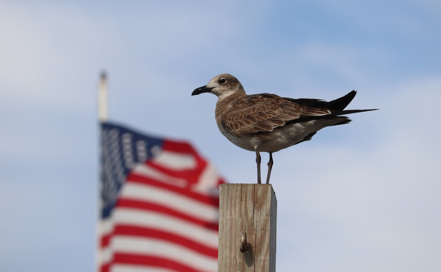 很多美國人結婚是為了綠卡嗎？
