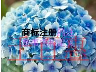 商標注冊需要注意的一些事項?定義是什么? 商標注冊需要注意的一些事項?定義是什么?